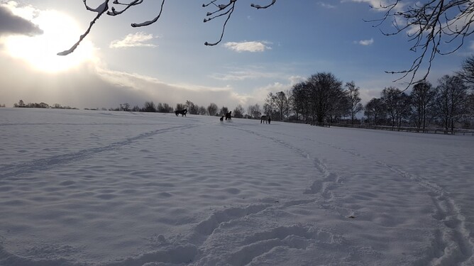 Irish National Stud's mares and foals outside after Storm Emma