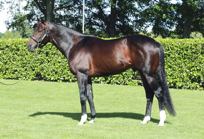 A service nomination to Rich Hill Stud stallion Satono Aladdin will be up for auction at the New Zealand Racing Hall of Fame Inductee Dinner on May 7. - Photo: Supplied