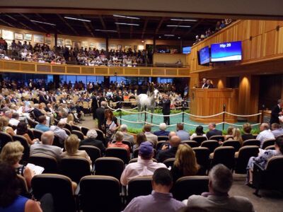 The auction ring