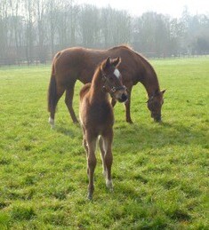 This is a cracking Oasis Dream - Canda (Storm Cat) colt at 14 days.
