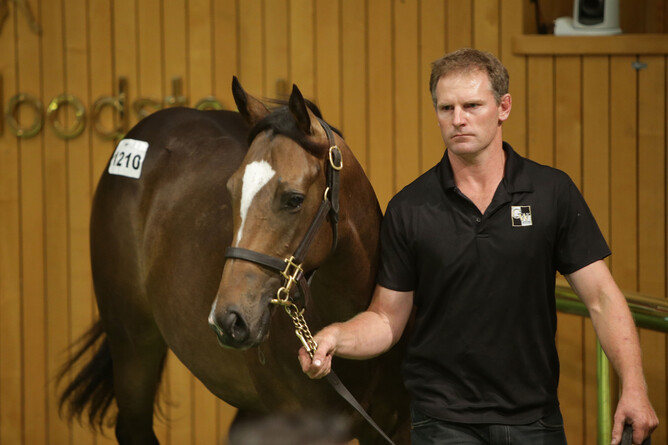 Handler Mark Corcoran from Grangewilliam Stud with Lot 1210 the Showcasing colt - Trish Dunell