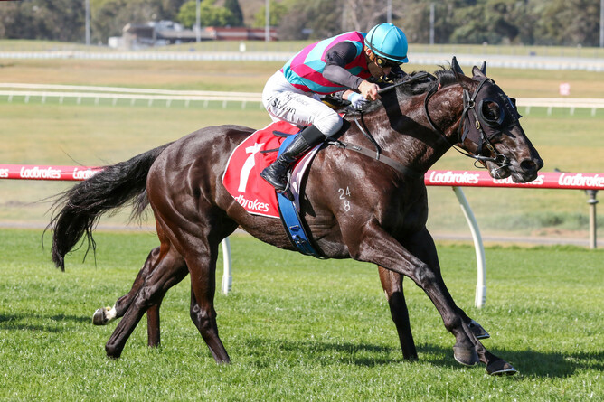 Antino returns to winning form in the Gr.3 Sandown Stakes on Sunday. - Photo: Bruno Cannatelli