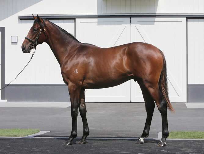Lot 417 the Tavistock ex Zonza colt , a half-brother to classy filly Bavella from the Cambridge Stud draft at the upcoming 2020 National Yearling Sale at Karaka Photo credit: Trish Dunell