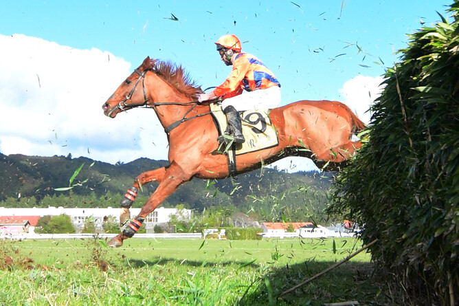 Tittletattle (Gary Walsh) on her way to her maiden win in the Wellington Steeplechase. - Photo: Race Images
