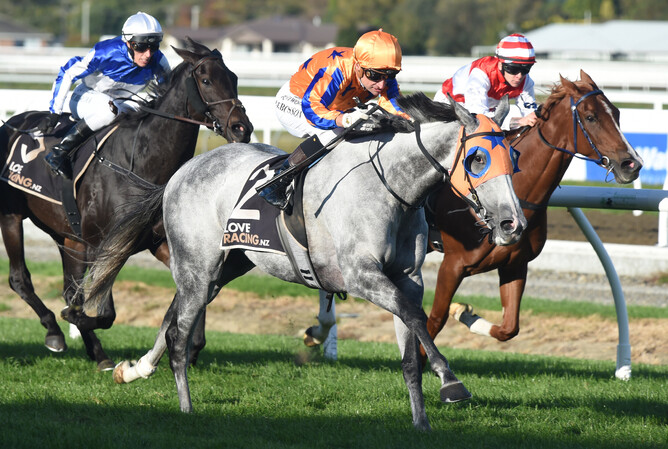 Aromatic winning the Gr.3 Martin Collins NZ Manawatu Breeders’ Stakes (2000m) at Awapuni on Friday. - Photo: Peter Rubery (Race Images Palmerston North)