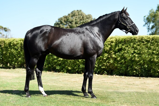 Letham Stud's Unusual Suspect.