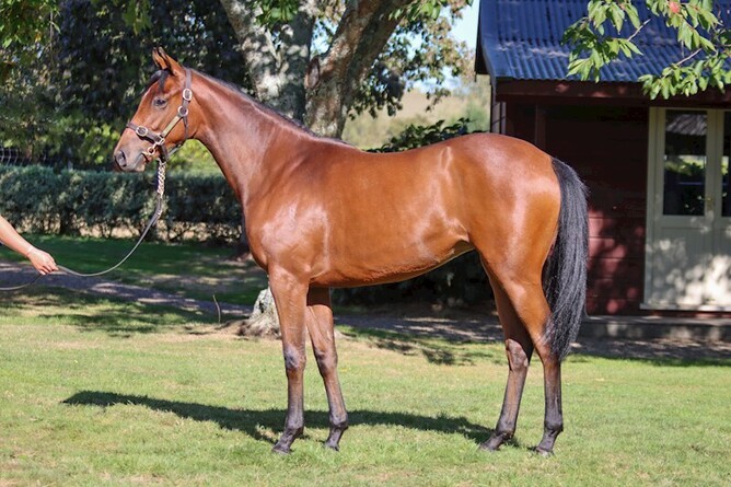 Lot 63, the Almanzor filly out of Next, topped New Zealand Bloodstock’s South Island Sale when bought by bloodstock agent Phill Cataldo for $85,000. Photo: Supplied