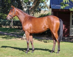 Montre Moi sibling tops South Island Sale