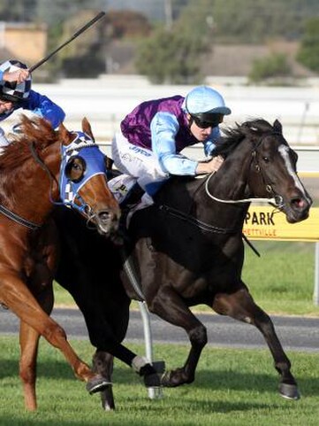 South Island bred mare 'Velocitea' provides a huge thrill for Southland breeders' Raeywyn Ramage and Shelley Frost.