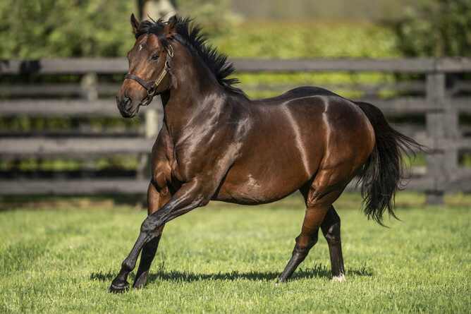 Haunui Farm shuttle stallion Ribchester Photo Credit: Supplied
