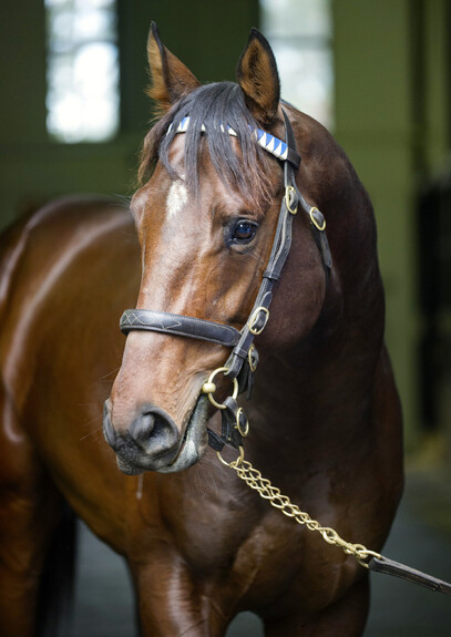White Robe Lodge sire Ghibellines.