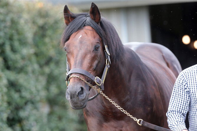 Former Haunui Farm shuttle stallion Iffraaj Photo Credit: Trish Dunell