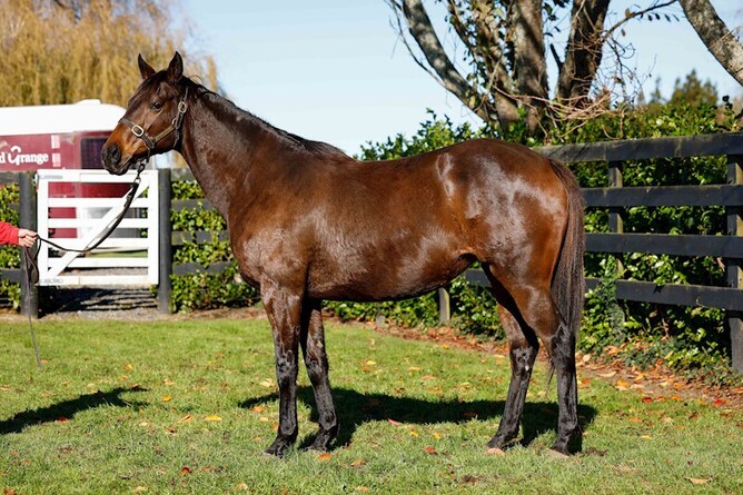 The National Online Breeding Stock Sale is now live on Gavelhouse Plus and features Group Three winning mare Ticket To Ride, who is in foal to leading sire Proisir - Photo: Supplied