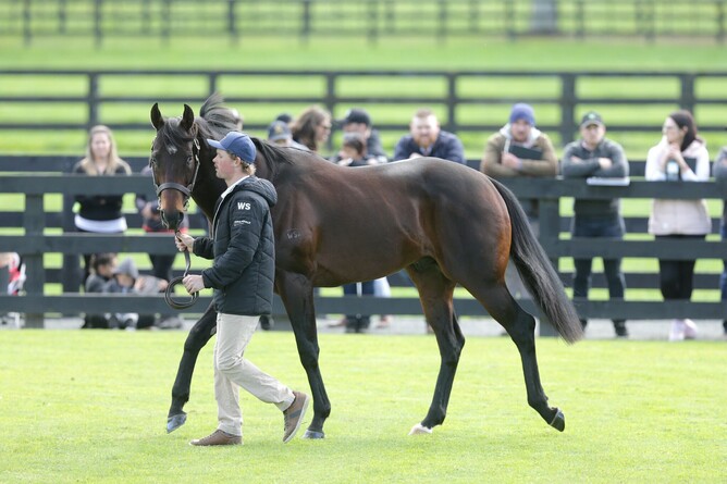 Waikato Stud's Ardrossan. Photo: Trish Dunell