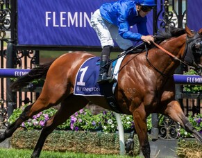 Coveted stallion service on offer to support spinal cord research