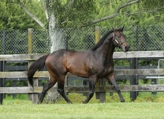 Rich Hill Stud stallion, Proisir - Supplied