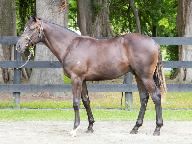 Lot 68, the Ace High – Zigwig colt from the Inglewood Stud Book 1 National Yearling Sale draft at Karaka 2022 Photo Credit: Supplied