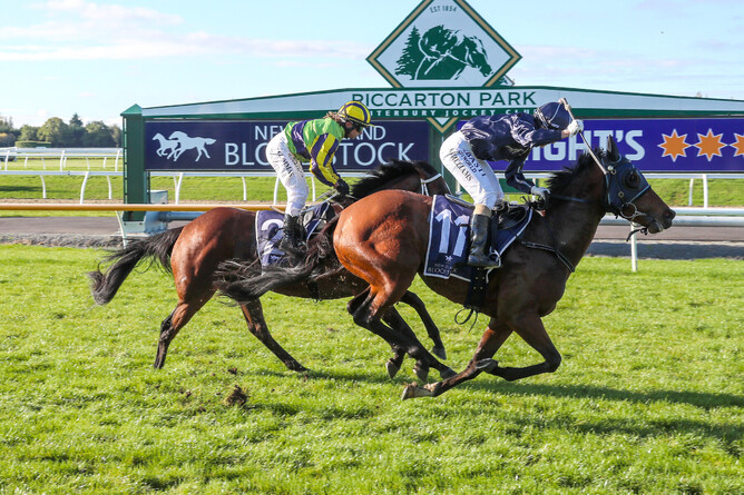 She’s A Con downs Luella Cristina in an epic finish to the Listed New Zealand Bloodstock Warstep Stakes (2000m) - Photo: Race Images South