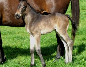 First foals for Proisir