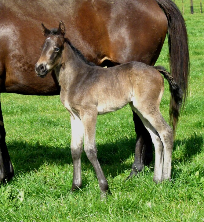 Proisir x Cristal Heights filly