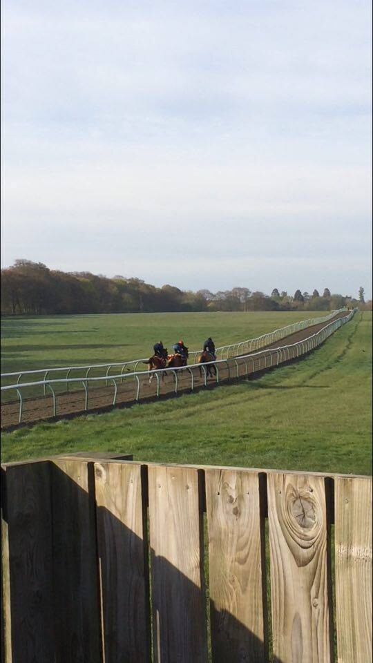 Uphill gallops in Newmarket