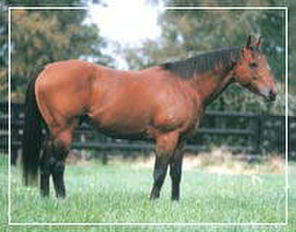 Waikato Stud resident Pins, sire of G2 winner Viennetta