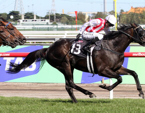 Death of Haunui Farm stallion a loss for breeding industry