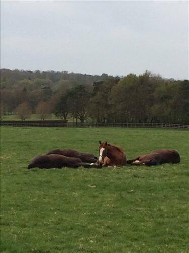 Yearlings relaxing at Cheveley Park Stud