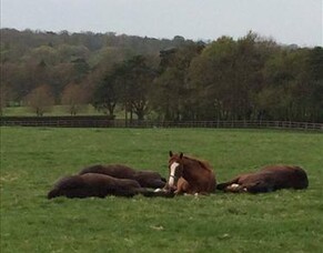 Bevan's Blog - May 2016