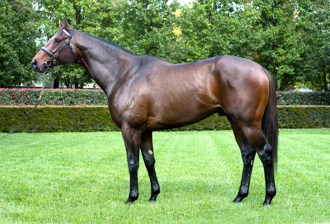 Ghibellines will stand at White Robe Lodge this coming breeding season for a fee of $8,000+GST. - Photo: Supplied