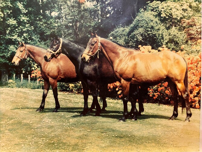 Sunbride’s three great staying sons pictured in retirement at Te Parae: General Command, Ilumquh and Straight Draw.