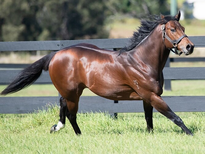 Divine Prophet, who is one of three stallions who will stand at Highview Stud this coming breeding season - Photo: Supplied
