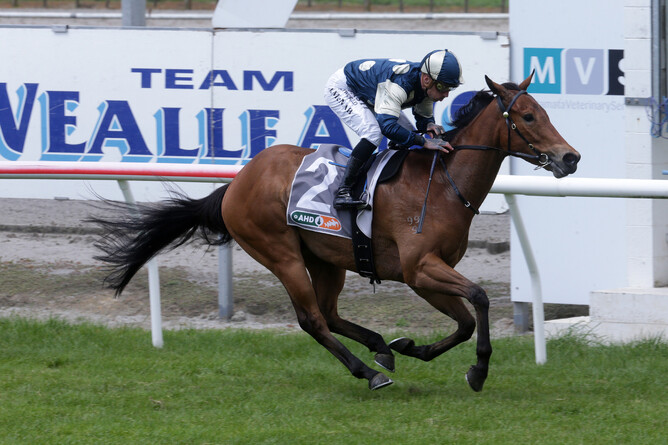 Pier claims a comprehensive victory in the Gr.2 AHD Hawke’s Bay Guineas (1400m) - Photo: Trish Dunell