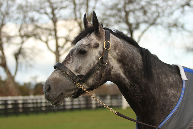 Roaring Lion at Cambridge Stud - Supplied