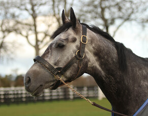 Roaring Lion loses battle with colic