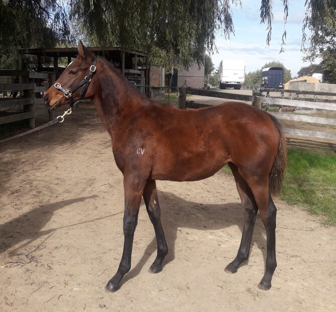 What's The Story - Platinum Elle (Elnadim) filly, a half to Jennifer Eccles