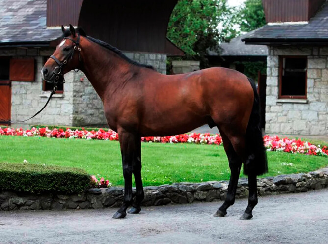 White Robe Lodge stallion Raise The Flag. - Photo: Supplied