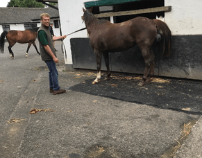 Cameron Ring - April 2017 blog from the Irish National Stud