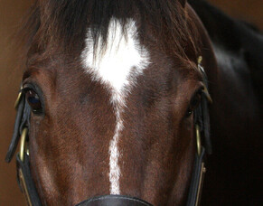 Border Security and introduction of a levy