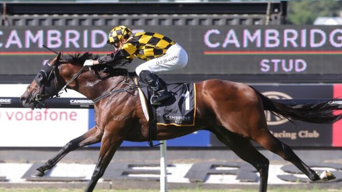 Group One winner Sword Of State.  - Photo: Trish Dunell