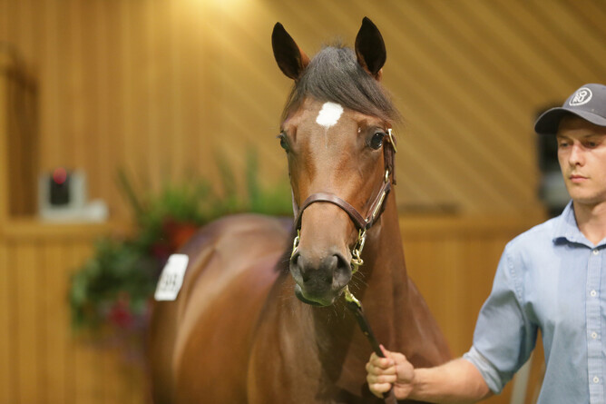 Lot 199, the Iffraaj filly, was purchased by Te Akau principal David Ellis on behalf of Boys Get Paid for $125,000. Photo: Trish Dunell