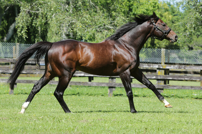 Rich Hill Stud shuttle stallion Satono Aladdin. - Photo: Trish Dunell