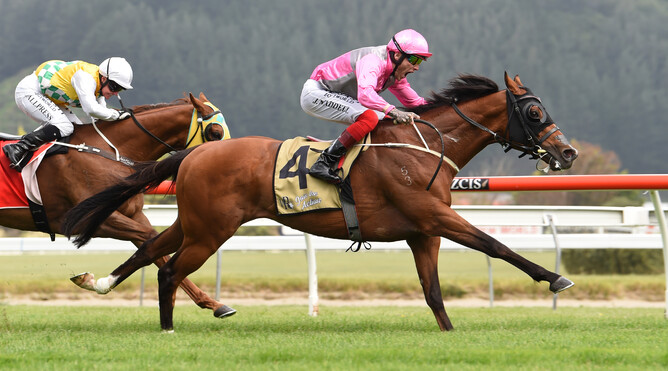 Wyndspelle (Iffraaj - Western Star by High Chaparral) winning the G1 Rydes Wellington Captain Cook Stakes photo Race Images