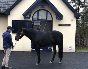 Blog: Alice's first update from the Irish National Stud