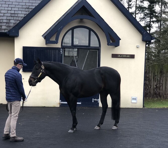 Stallion No Nay Never at Coolmore, Ireland