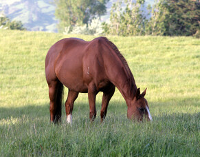 Guidelines for dealing with strangles