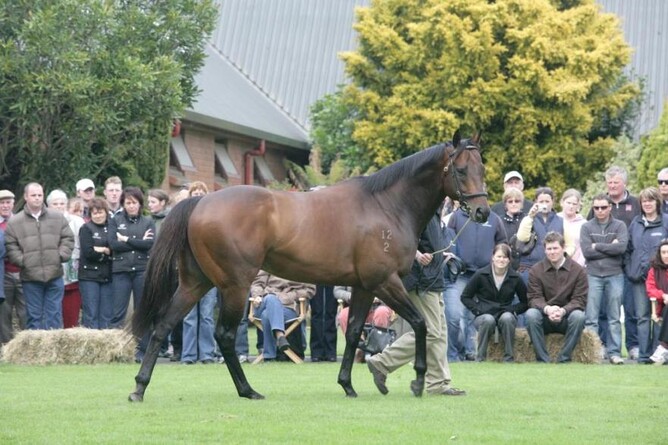 Darci Brahma on parade at The Oaks Stud