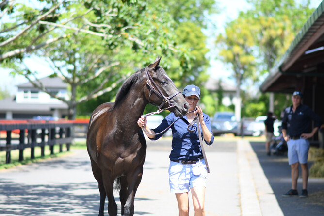 Beaufort Downs will offer eight yearlings at New Zealand Bloodstock’s Book 1 Yearling Sale later this month.