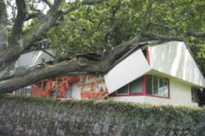 The NZTBA office, damaged by a fallen oak tree