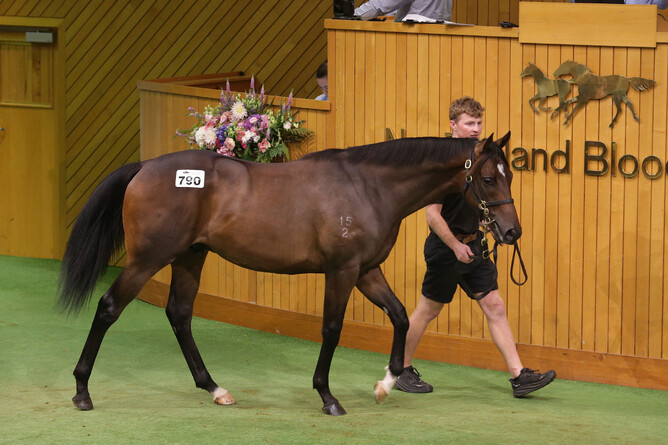 Lot 790, the Time Test half-brother to Group Two winner Pendragon.  - Photo: Trish Dunell